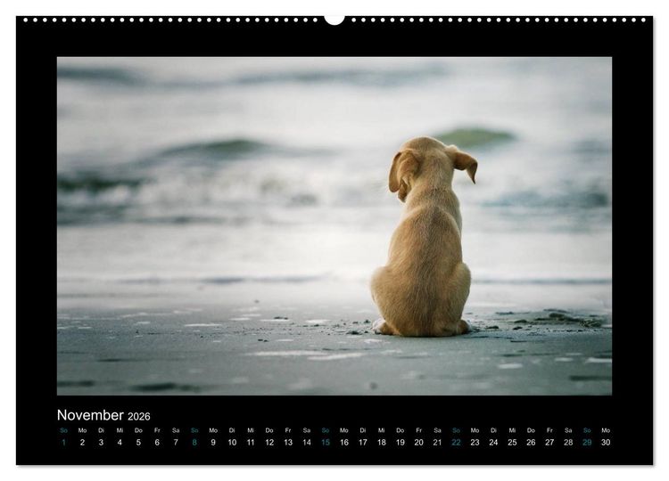 Produktbild: Allerlei Hundekinder (Wandkalender 2026 DIN A2 quer), CALVENDO Monatskalender