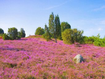 Produktbild: CALVENDO Puzzle L&uuml;neburger Heide | 1000 Teile Lege-Gr&ouml;&szlig;e 64x48cm Foto-Puzzle f&uuml;r gl&uuml;ckliche Stunden