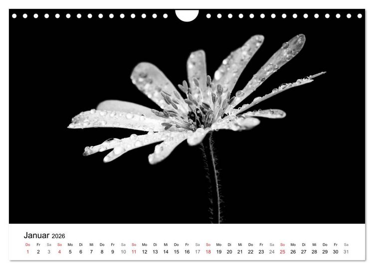 Produktbild: Blumen 2026, Schwarz-Wei&szlig; (Wandkalender 2026 DIN A4 quer), CALVENDO Monatskalender