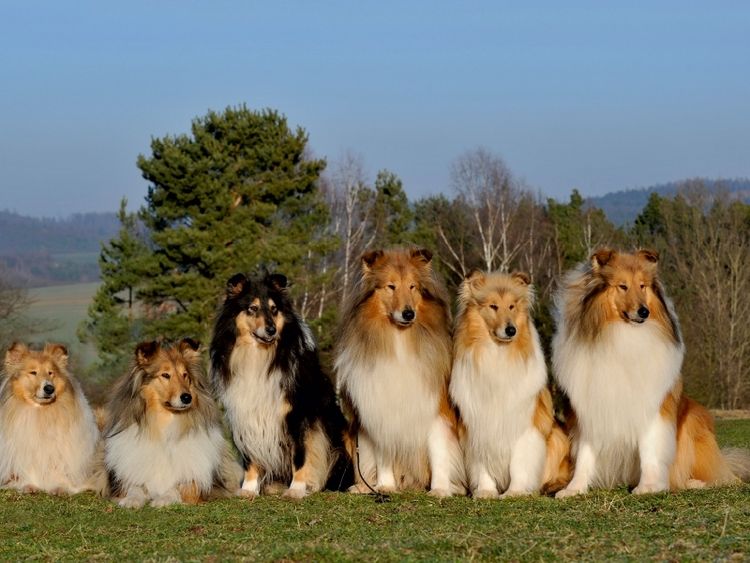 Produktbild: CALVENDO Puzzle Ein Motiv aus dem Kalender Faszination Collie 2017 | 1000 Teile Lege-Gr&ouml;&szlig;e 64x48cm Foto-Puzzle f&uuml;r gl&uuml;ckliche Stunden