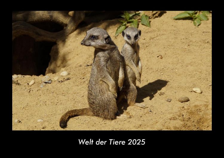 Produktbild: Welt der Tiere 2025 Fotokalender DIN A3