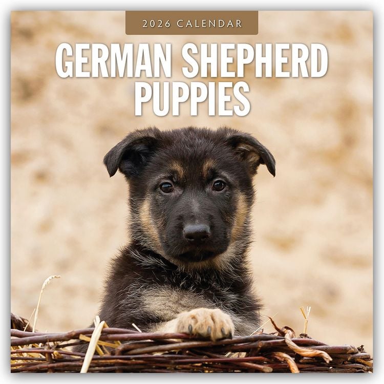 Produktbild: German Shepherd Puppies – Deutsche Schäferhunde Welpen 2026 – 16-Monatskalender