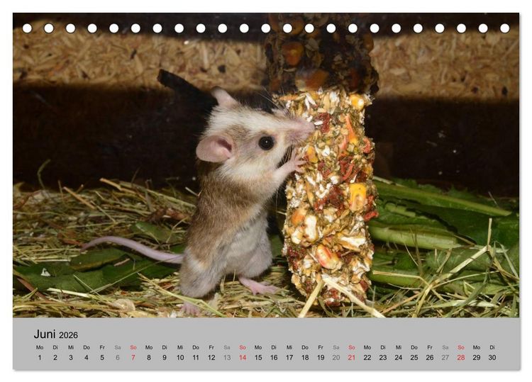 Produktbild: Mausebande (Tischkalender 2026 DIN A5 quer), CALVENDO Monatskalender