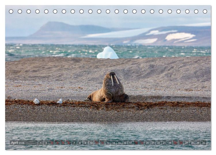 Produktbild: Svalbard-Momente (Tischkalender 2026 DIN A5 quer), CALVENDO Monatskalender
