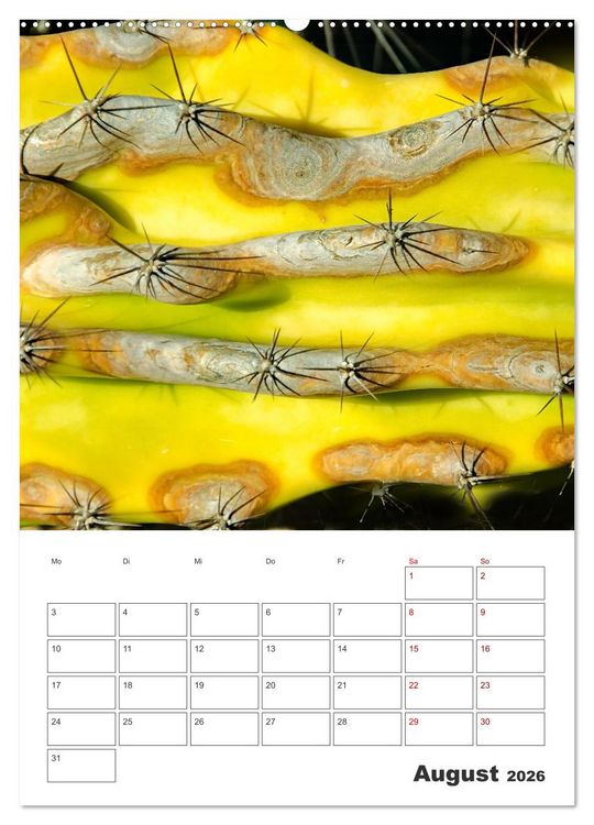 Produktbild: Dornige Sch&ouml;nheiten - Kakteen und Sukkulenten (hochwertiger Premium Wandkalender 2026 DIN A2 hoch), Kunstdruck in Hochglanz