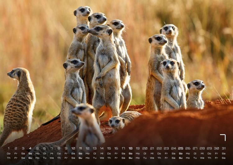 Produktbild: Erdm&auml;nnchen &ndash; Kleine W&auml;chter, gro&szlig;e Abenteuer! - 2027 - Kalender DIN A2