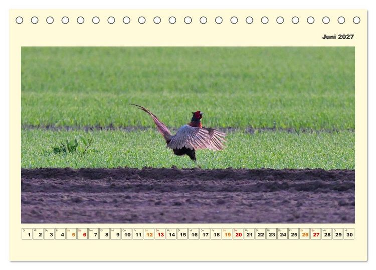 Produktbild: Tierwelt der W&uuml;mmeniederung (Tischkalender 2027 DIN A5 quer), CALVENDO Monatskalender
