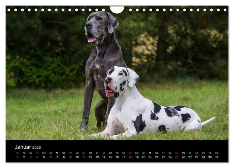 Produktbild: Deutsche Dogge 2026 (Wandkalender 2026 DIN A4 quer), CALVENDO Monatskalender