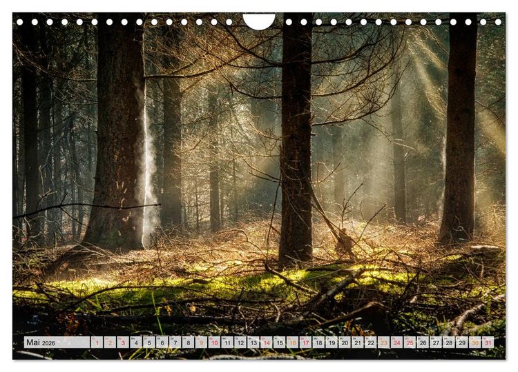 Produktbild: Wald - mystische Spazierg&auml;nge (Wandkalender 2026 DIN A4 quer), CALVENDO Monatskalender