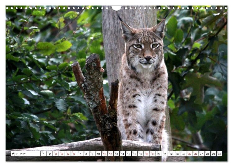 Produktbild: Familie Luchs - Die J&auml;ger mit dem Pinselohr (Wandkalender 2026 DIN A3 quer), CALVENDO Monatskalender
