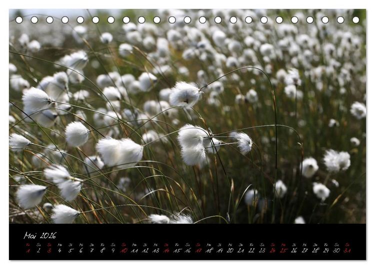 Produktbild: Im Goldenstedter Moor (Tischkalender 2026 DIN A5 quer), CALVENDO Monatskalender