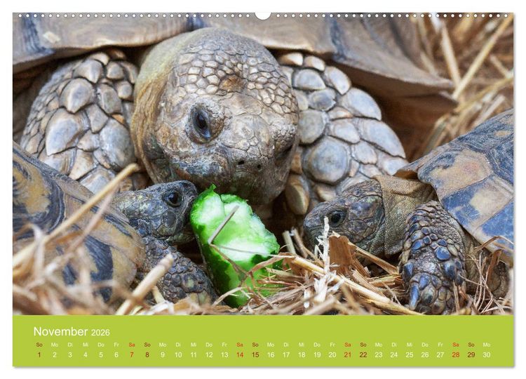 Produktbild: Meine Schildkr&ouml;ten (Wandkalender 2026 DIN A2 quer), CALVENDO Monatskalender
