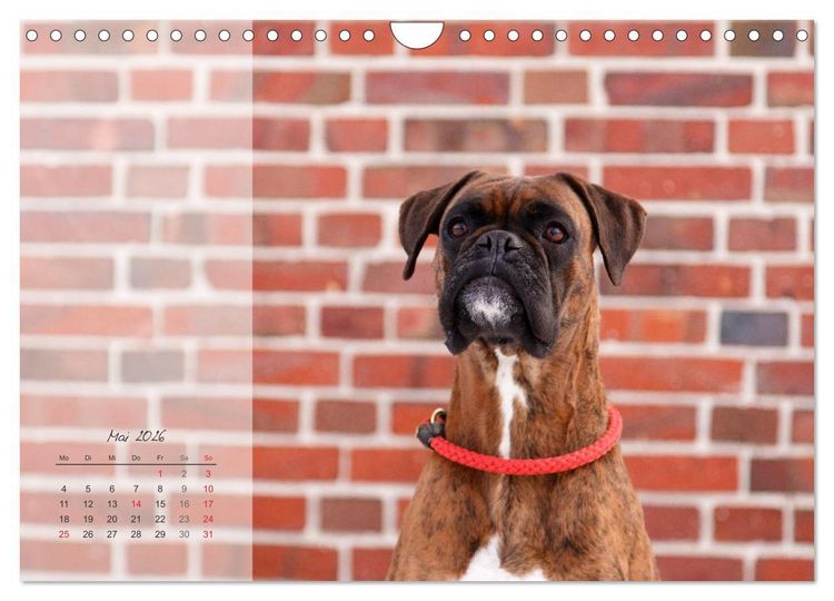 Produktbild: Deutscher Boxer 2026 (Wandkalender 2026 DIN A4 quer), CALVENDO Monatskalender