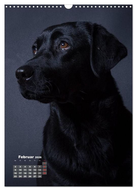 Produktbild: Treue Wegbegleiter, Hunde im Portrait. (Wandkalender 2026 DIN A3 hoch), CALVENDO Monatskalender