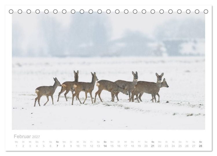 Produktbild: Rehwild 2027 (Tischkalender 2027 DIN A5 quer), CALVENDO Monatskalender