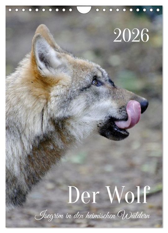 Produktbild: Der Wolf - Isegrim in den heimischen W&auml;ldern - Kalender 2026 (Wandkalender 2026 DIN A4 hoch), CALVENDO Monatskalender