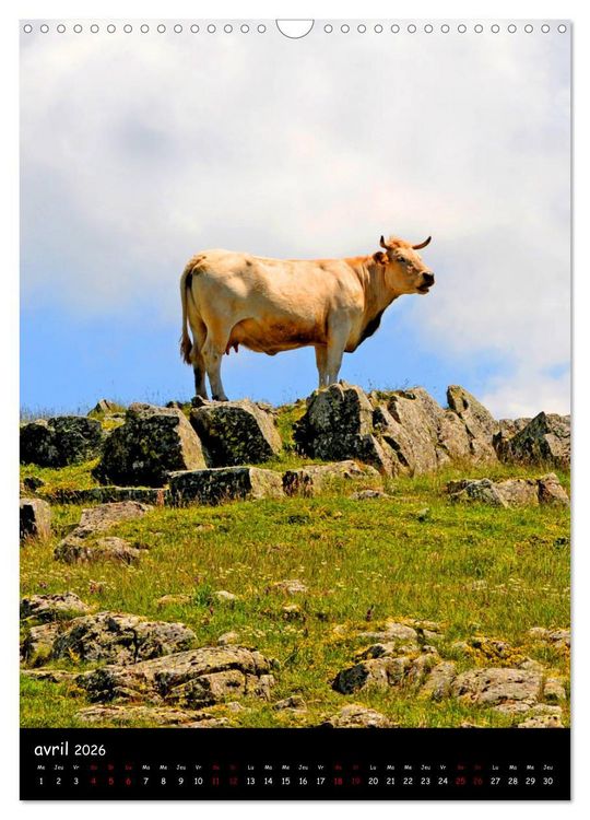 Produktbild: Vaches d'Aubrac (Calendrier mural 2026 DIN A3 horizontal), CALVENDO calendrier mensuel
