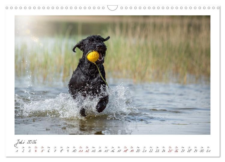 Produktbild: Riesenschnauzer - Treue Partner (Wandkalender 2026 DIN A3 quer), CALVENDO Monatskalender