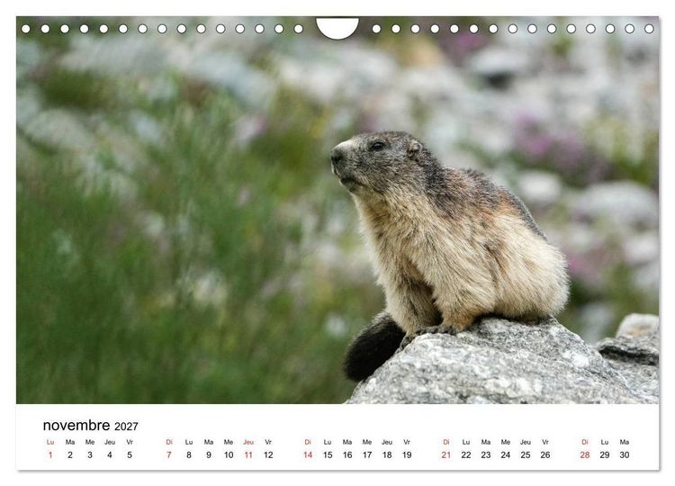 Produktbild: Le monde des marmottes en Haute Maurienne (Calendrier mural 2027 DIN A4 vertical), CALVENDO calendrier mensuel