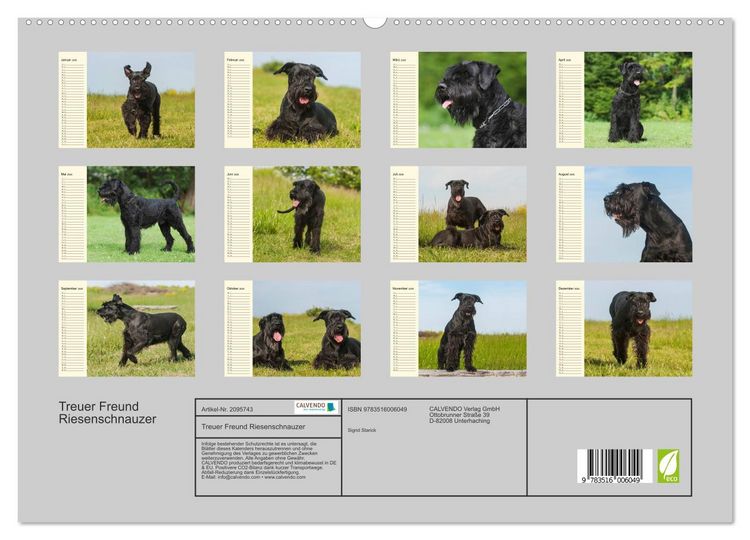 Produktbild: Treuer Freund Riesenschnauzer (hochwertiger Premium Wandkalender 2026 DIN A2 quer), Kunstdruck in Hochglanz