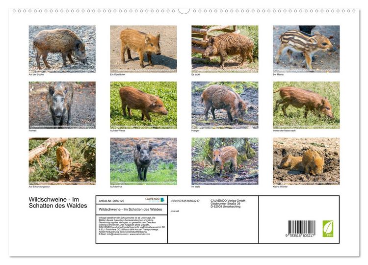 Produktbild: Wildschweine - Im Schatten des Waldes (hochwertiger Premium Wandkalender 2026 DIN A2 quer), Kunstdruck in Hochglanz