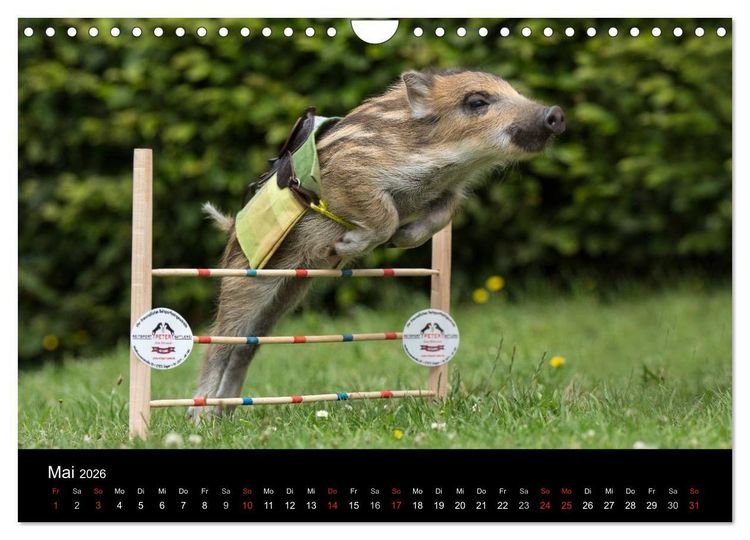 Produktbild: Kleine Schweinereien (Wandkalender 2026 DIN A4 quer), CALVENDO Monatskalender