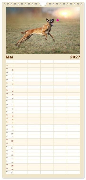 Produktbild: Familienplaner 2027 - Mit dem Malinois durch das Jahr mit 5 Spalten (Wandkalender, 21 x 45 cm) CALVENDO