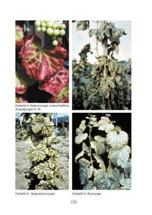 Produktbild: Hobbyweinbau. Anbau &ndash; Pflege &ndash; Weinbereitung