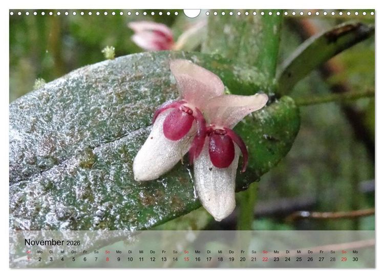 Produktbild: Orchideenland Ecuador (Wandkalender 2026 DIN A3 quer), CALVENDO Monatskalender