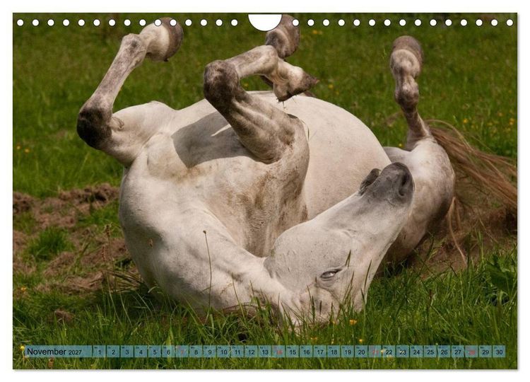 Produktbild: Lustiger Schimmel - ein Pferd mit Humor (Wandkalender 2027 DIN A4 quer), CALVENDO Monatskalender