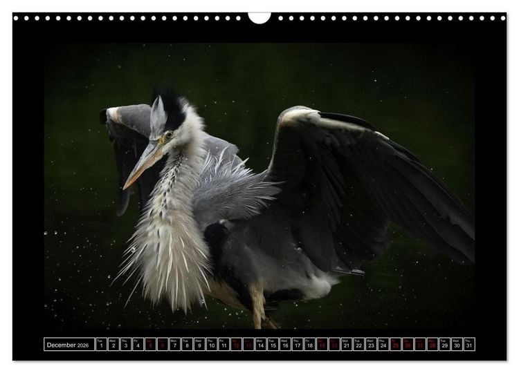 Produktbild: The heron parade (Wall Calendar 2026 DIN A3 landscape), CALVENDO 12 Month Wall Calendar