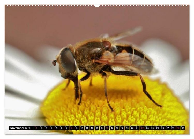 Produktbild: Insekten &bull; Bizarre Naturwunder (Wandkalender 2026 DIN A2 quer), CALVENDO Monatskalender