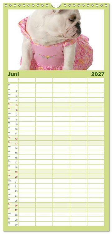 Produktbild: Familienplaner 2027 - English Bulldog XXL Models mit 5 Spalten (Wandkalender, 21 x 45 cm) CALVENDO