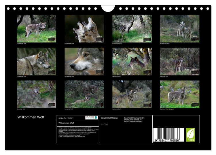 Produktbild: Willkommen Wolf (Wandkalender 2026 DIN A4 quer), CALVENDO Monatskalender