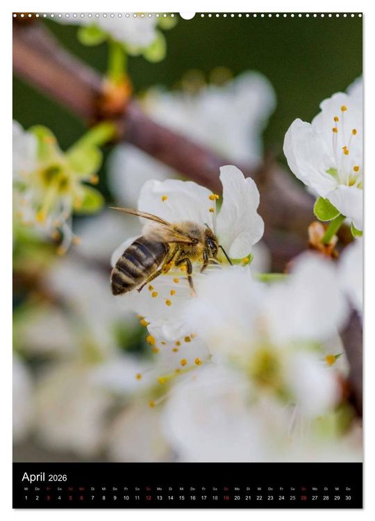 Produktbild: Bienenkalender (Wandkalender 2026 DIN A2 hoch), CALVENDO Monatskalender