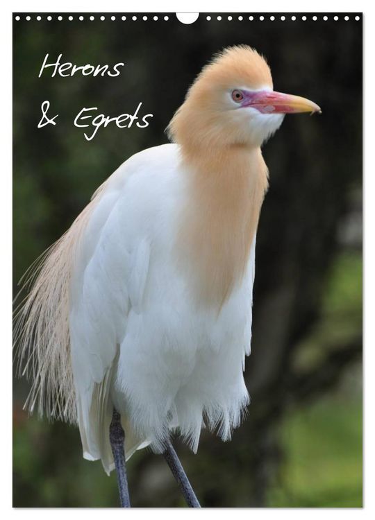 Produktbild: Herons & Egrets (Wall Calendar 2026 DIN A3 portrait), CALVENDO 12 Month Wall Calendar