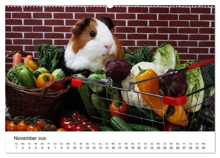Produktbild: Unsere Meerschweinchen (hochwertiger Premium Wandkalender 2026 DIN A2 quer), Kunstdruck in Hochglanz