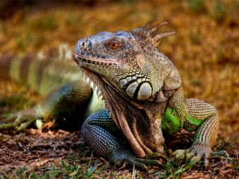 Produktbild: CALVENDO Puzzle Wundersch&ouml;ner Leguan | 1000 Teile Lege-Gr&ouml;&szlig;e 64x48cm Foto-Puzzle f&uuml;r gl&uuml;ckliche Stunden