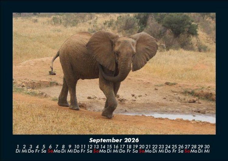 Produktbild: Der Elefantenkalender 2026 Fotokalender DIN A5
