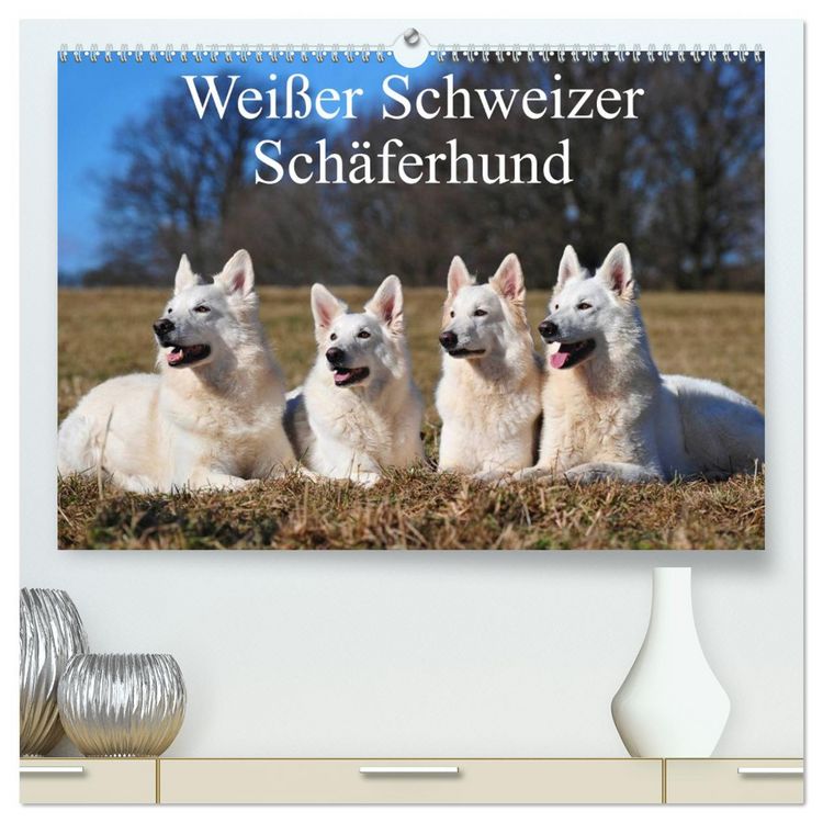 Produktbild: Wei&szlig;er Schweizer Sch&auml;ferhund (hochwertiger Premium Wandkalender 2026 DIN A2 quer), Kunstdruck in Hochglanz