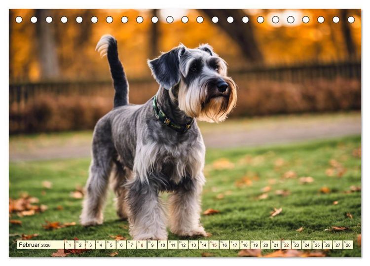Produktbild: Schnauzer - vielseitige Allrounder (Tischkalender 2026 DIN A5 quer), CALVENDO Monatskalender