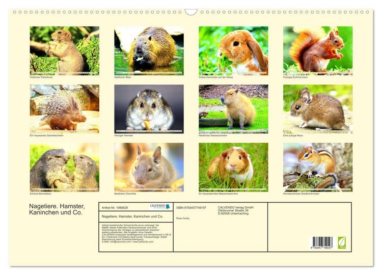 Produktbild: Nagetiere. Hamster, Kaninchen und Co. (Wandkalender 2026 DIN A2 quer), CALVENDO Monatskalender