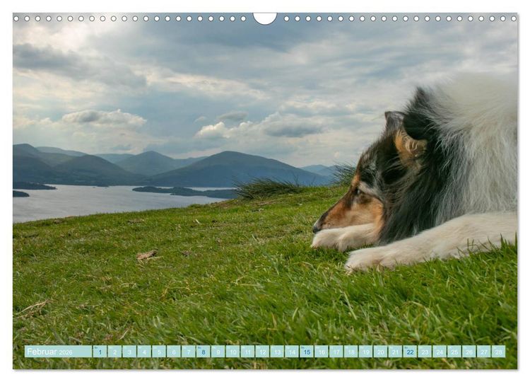 Produktbild: Highland-Collies - Auf vier Pfoten durch Schottland und Irland (Wandkalender 2026 DIN A3 quer), CALVENDO Monatskalender