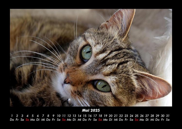 Produktbild: F&uuml;r Katzenfreunde 2025 Fotokalender DIN A3