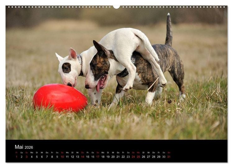 Produktbild: Bullterrier 2026 - Kleine Clowns mit gro&szlig;em Herz (hochwertiger Premium Wandkalender 2026 DIN A2 quer), Kunstdruck in Hochglanz
