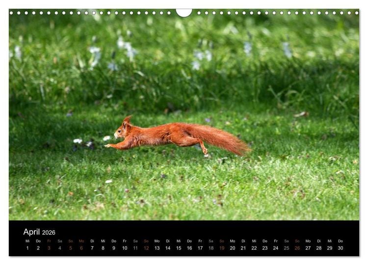 Produktbild: Eichh&ouml;rnchen (Wandkalender 2026 DIN A3 quer), CALVENDO Monatskalender