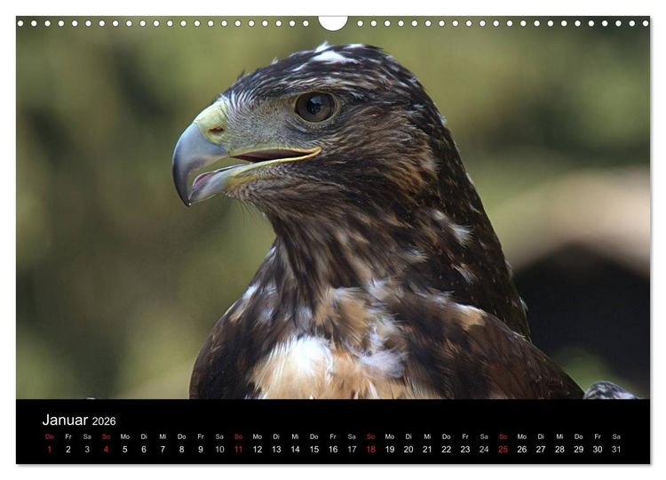 Produktbild: Greifv&ouml;gel (Wandkalender 2026 DIN A3 quer), CALVENDO Monatskalender