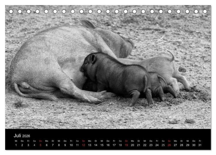 Produktbild: Das Leben der Schweine (Tischkalender 2026 DIN A5 quer), CALVENDO Monatskalender