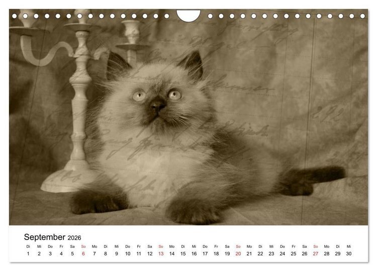 Produktbild: Oma's Katzenkalender 2026 (Wandkalender 2026 DIN A4 quer), CALVENDO Monatskalender