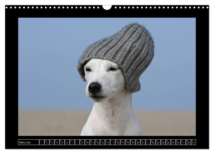 Produktbild: Parson Russell Terrier (Wandkalender 2026 DIN A3 quer), CALVENDO Monatskalender